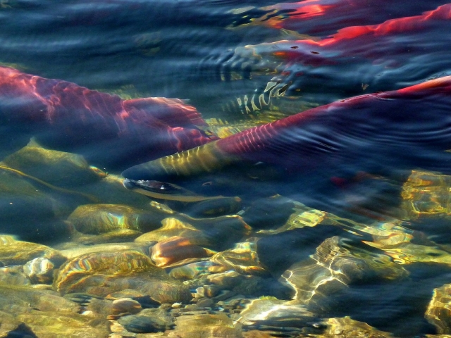 salmon swimming