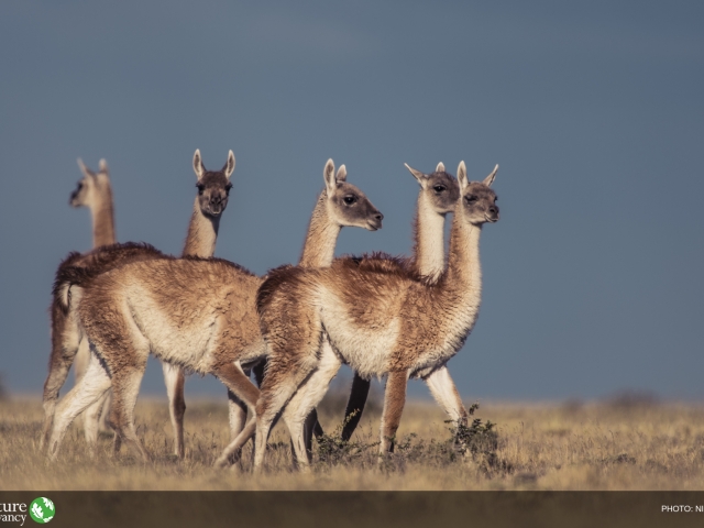 5 alpaca type animals on grasslands