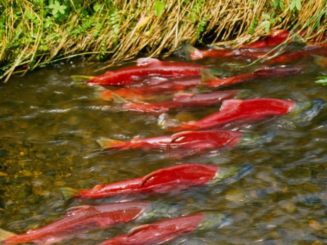 Salmon swimming