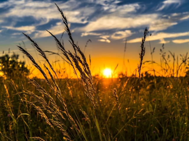 Sunset over wheat