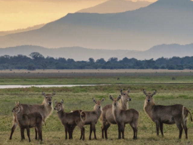 Water Buck in Gorongosa