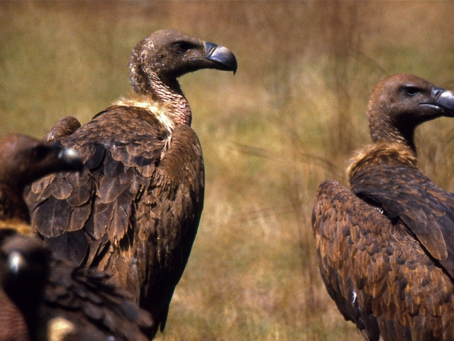 Indian vultures standing together