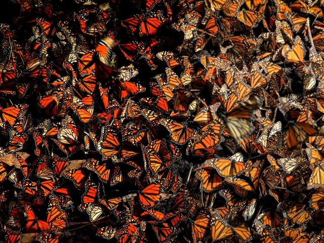 Monarch butterflies