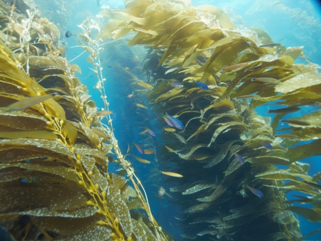 kelp forest underwater
