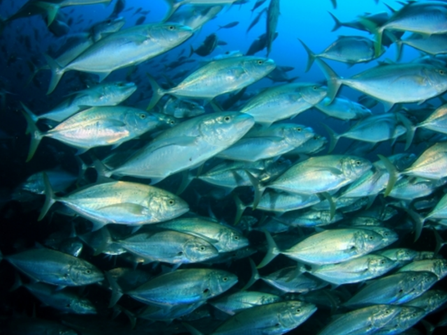 silver fish in blue ocean