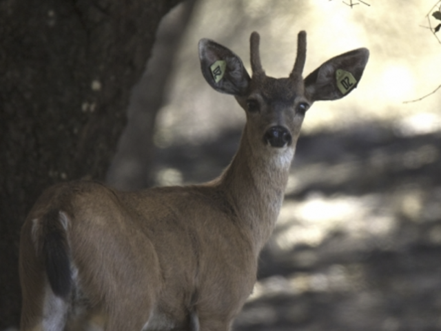 Deer after fire