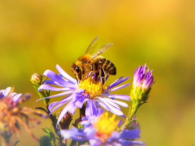 Bee pollinating a purple flower