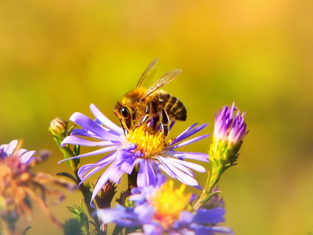 Bee pollinating a purple flower