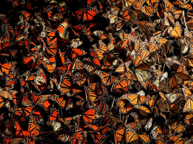 Many monarchs