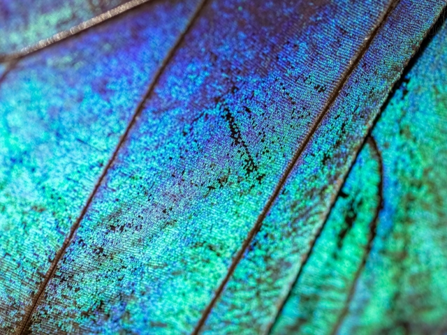 butterfly wing in blue and green