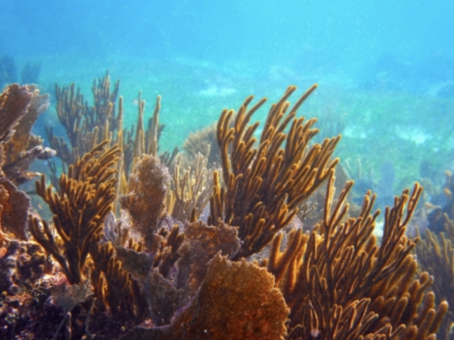 The second largest Barrier Reef in regards to tracking nitrogen pollution