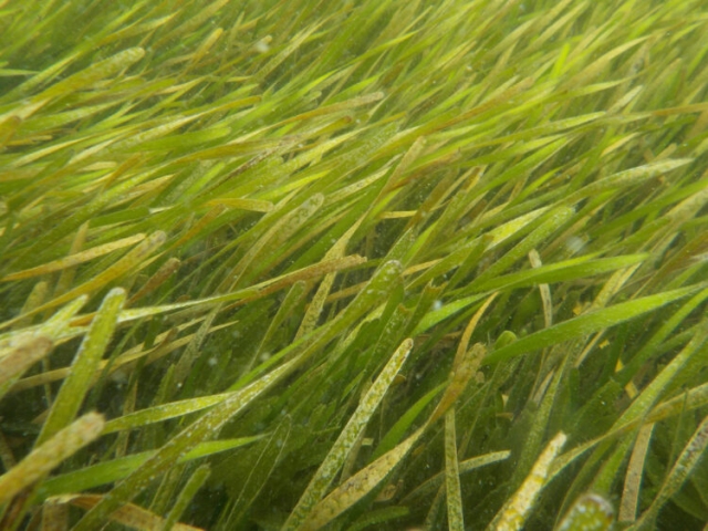 an underwater close up of bright green seagrass 