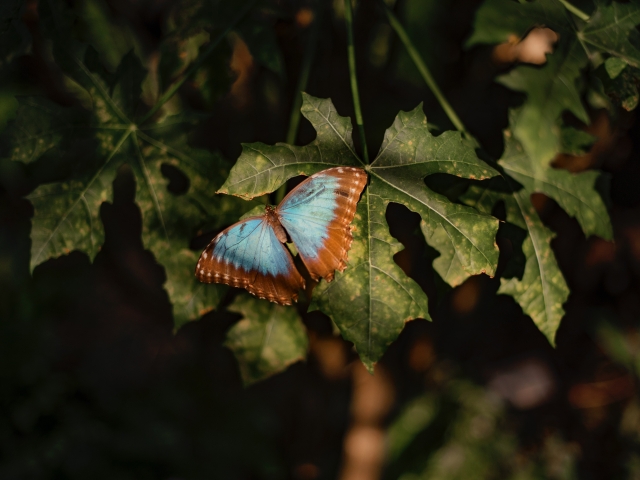 A blue morpho butterfly sits on green foilage 