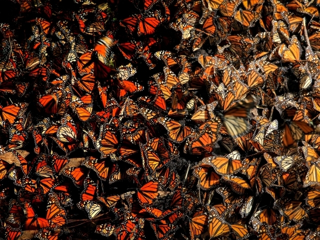 A group of monarch butterflies 