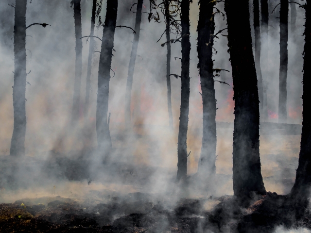 Smoke and embers dominate the forest landscape with the last flames of the Harding Fire in Northeastern Canada.