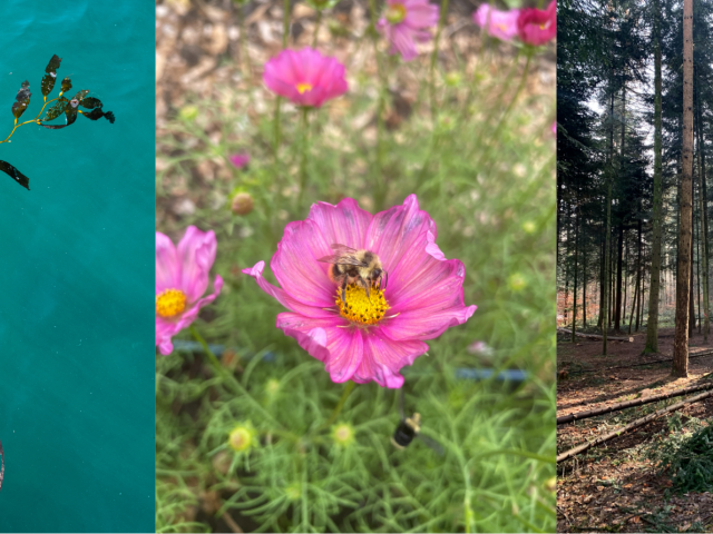 a triptych of photos of ocean kelp, a bee on a flower, and fallen trees in the forest 