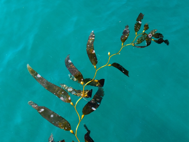 A strand of kelp suspended in blue water. Photo by Caleb Kastein via Unsplash. 