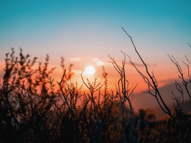Sunrise in the background, some dry sage brush bushes in the foreground. 