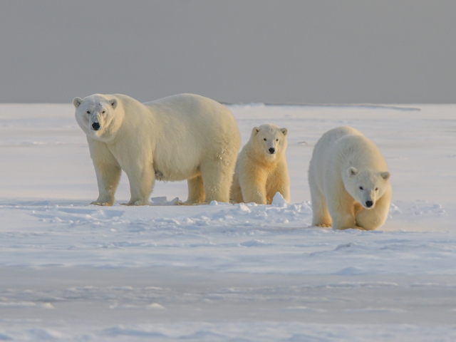 3 polar bears in the snow