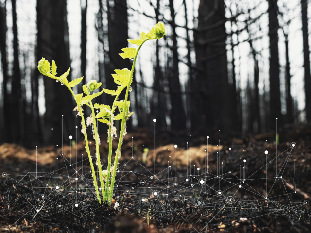 green fern grows on a burnt ground post wildfire. white data points overlay