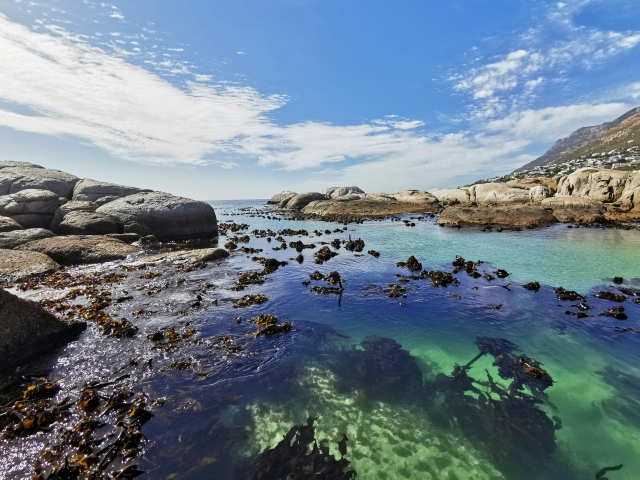 kelp forest Seasketch