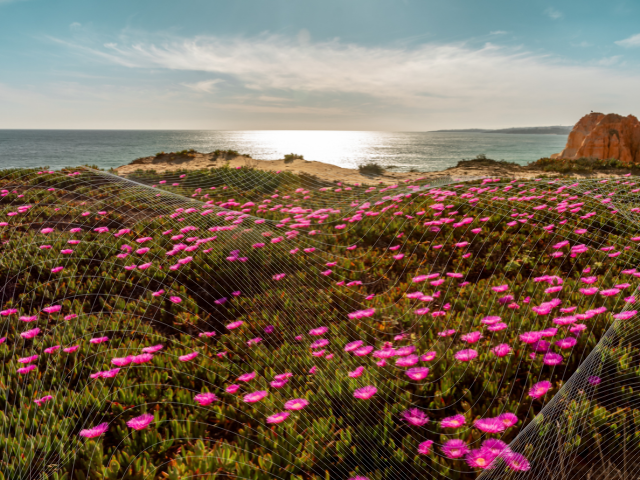 iceplant on the coast, with mountains, ocean in the background with white data overlay