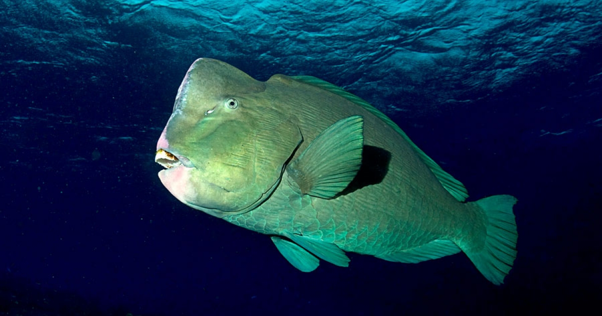 Coral fish on sale