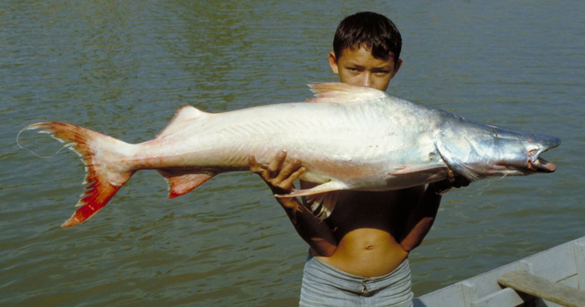 Dorado Catfish Crowned With Longest Migration Among Freshwater Fish