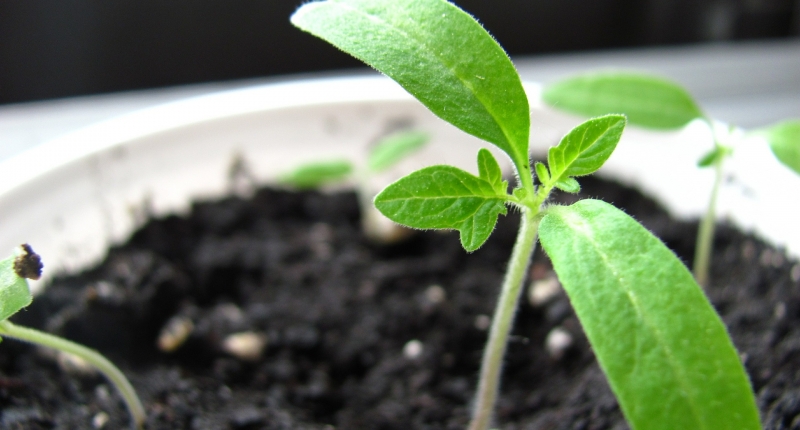 soil and small plant suckling