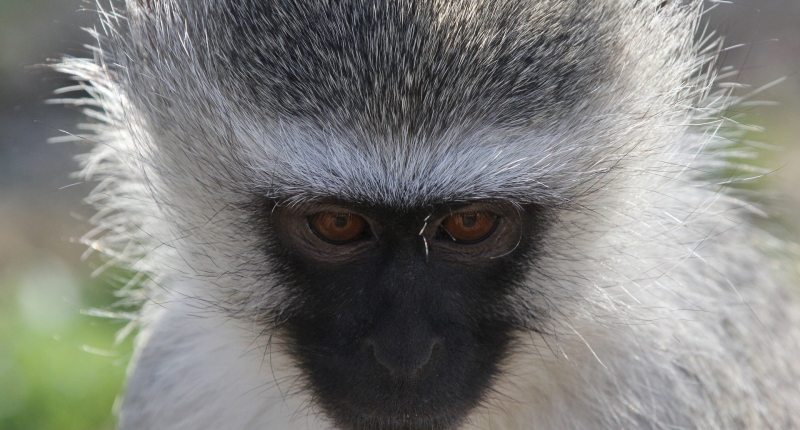 face of blue monkey