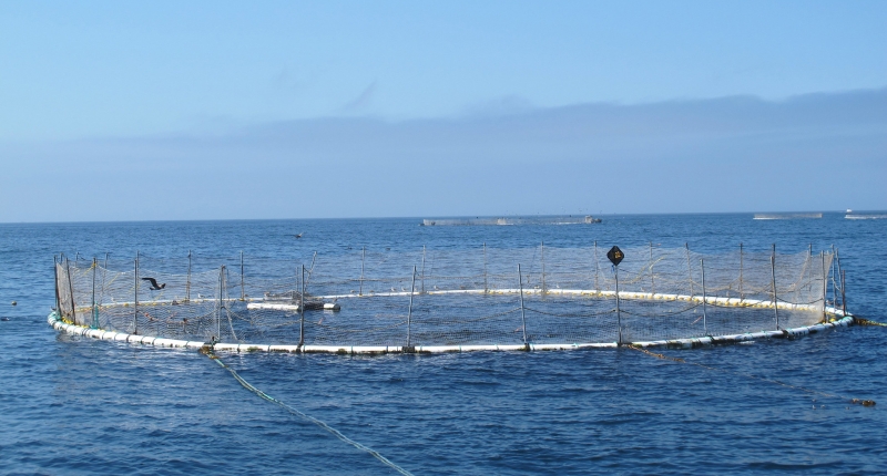 aquaculture circular cage 