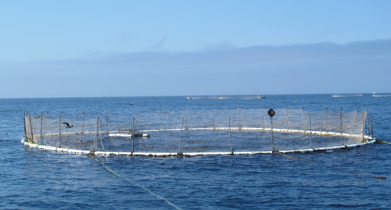 aquaculture circular cage