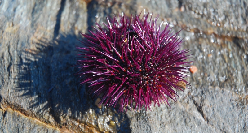 purple spiky urchin