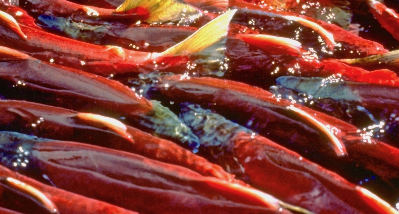 Mass of salmon swimming