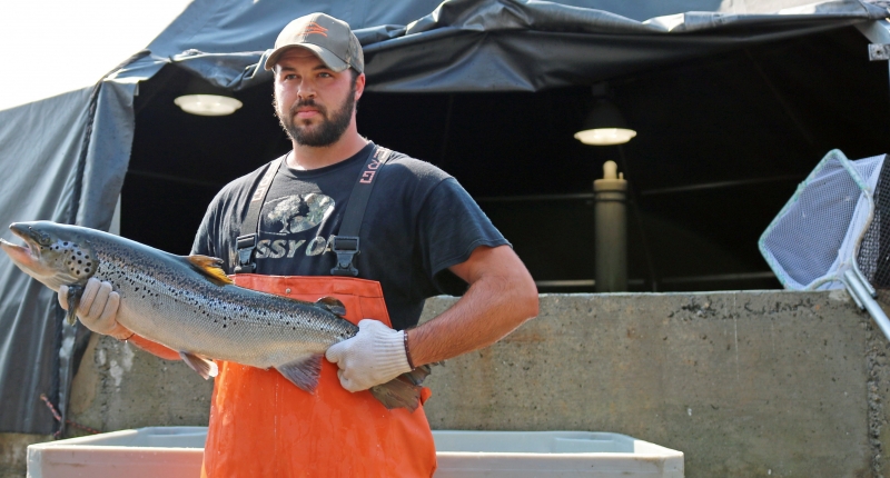 Salmon farmer holding salmon