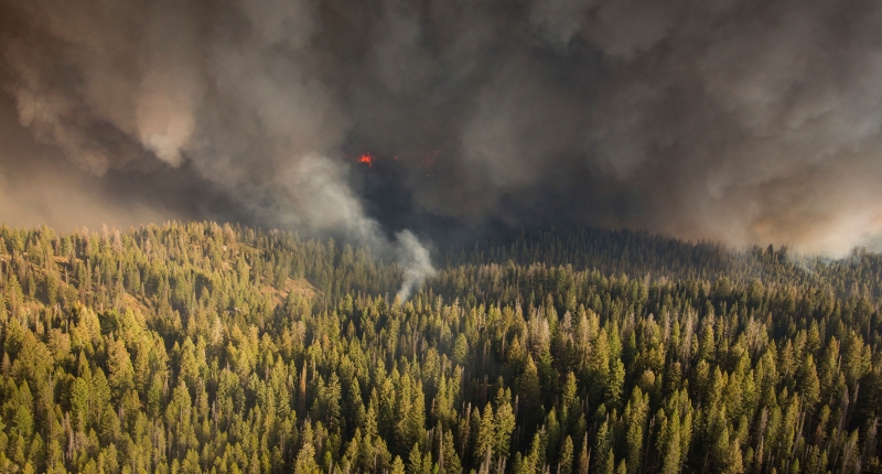 Wildfire in forest