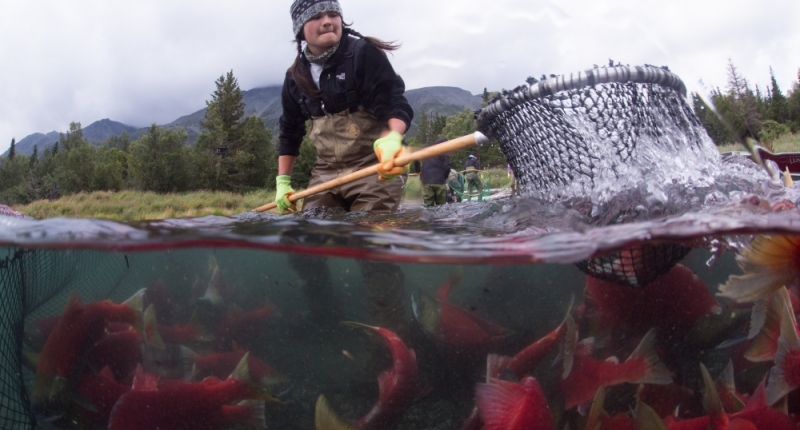 Woman using net to fish for salmon