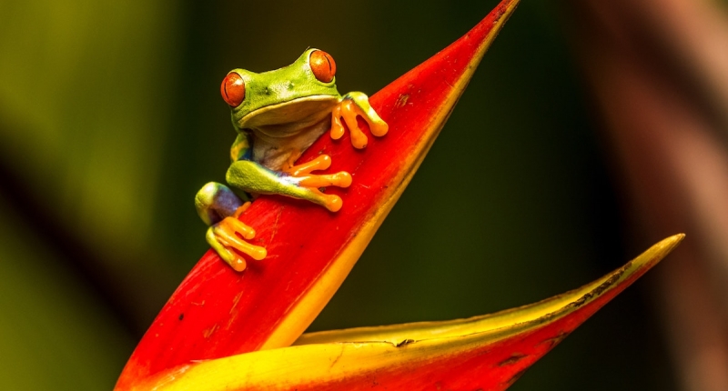 frog on a red plant