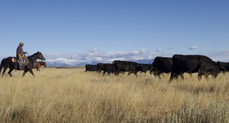 Rancher herding cattle