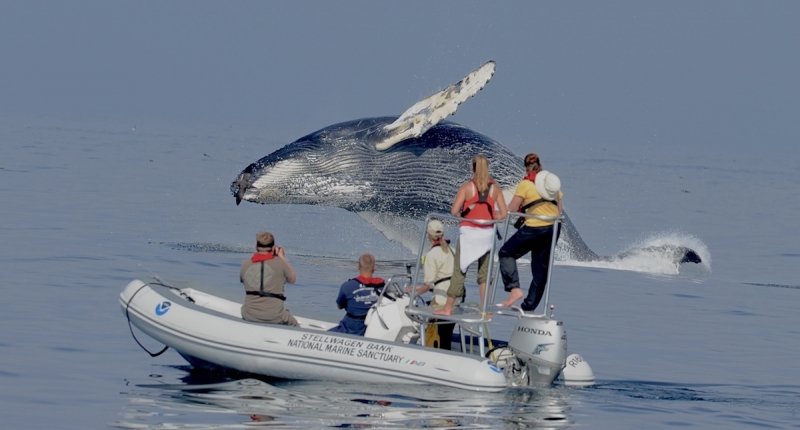 people observing a humpback whale