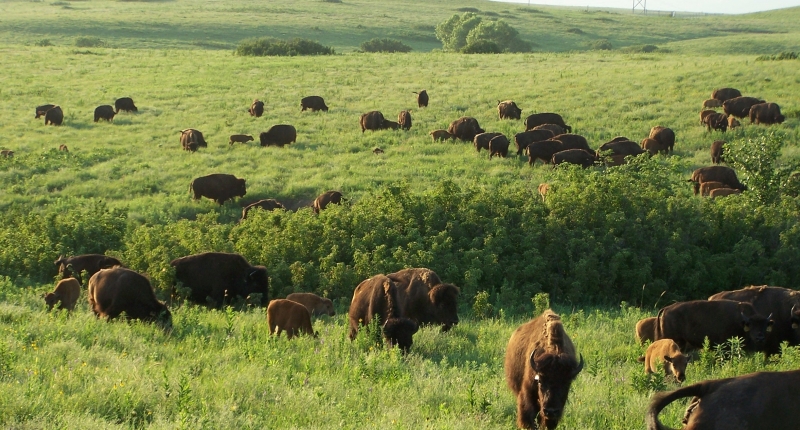 Buffalo roaming on a prairie