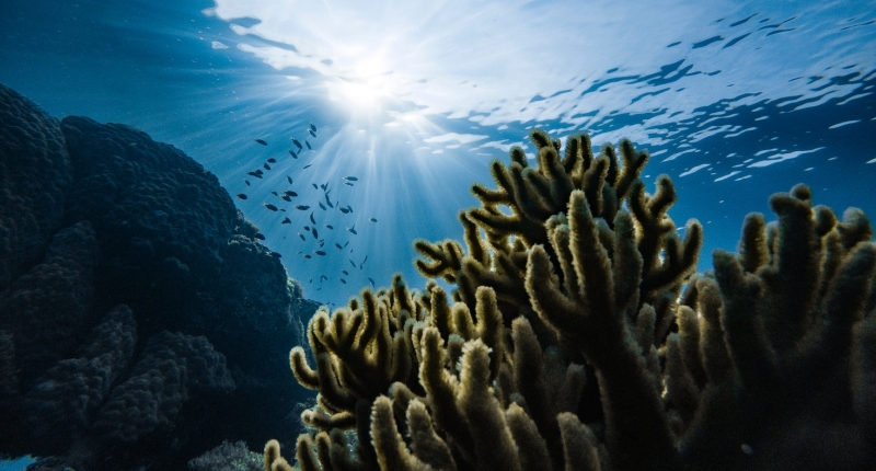 Underwater view of coral and small fish