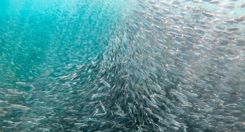 School of fish