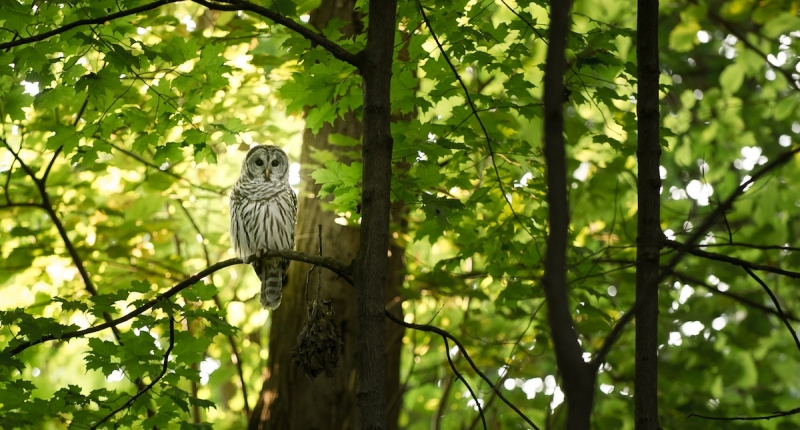Owl in tree