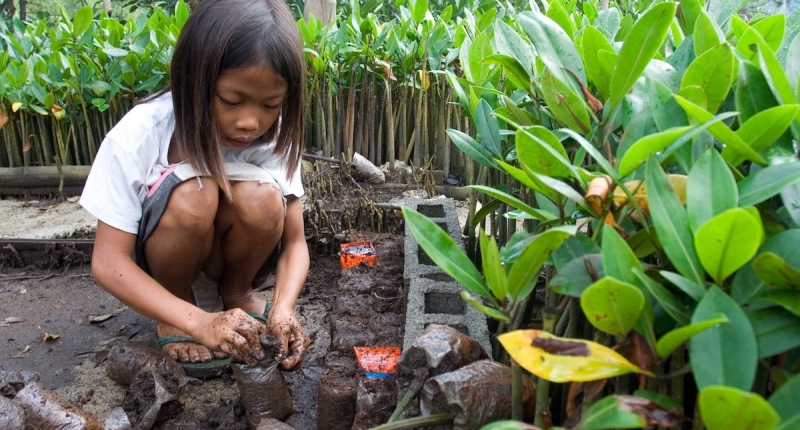 planting mangrove seedlings USAID