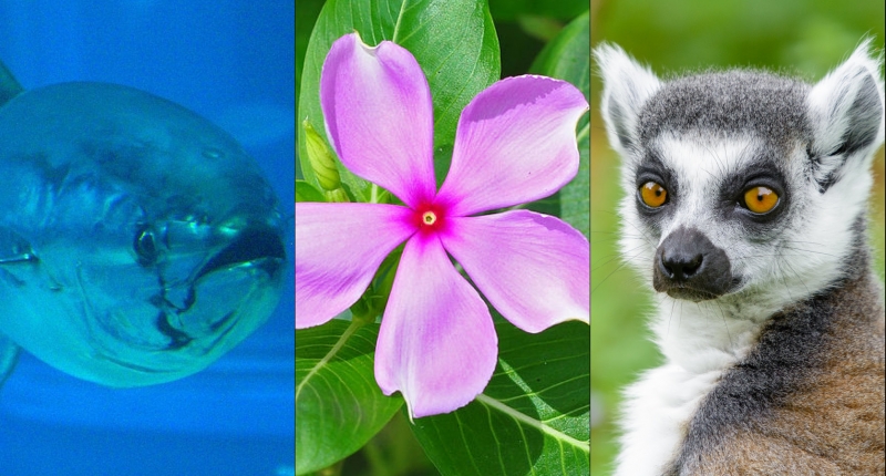 a fish, pink flower, and lemur
