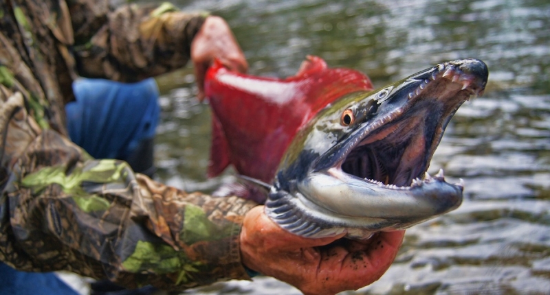 Sockeye salmon