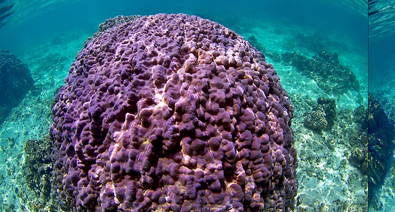 a thriving coral reef and dead coral reef
