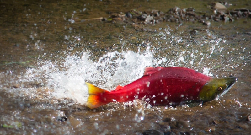 salmon swimming