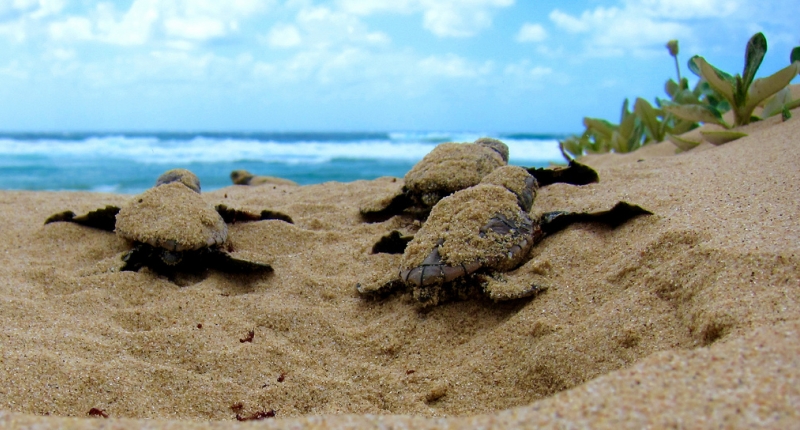 baby turtles emerging from sand